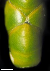Veronica hectorii subsp. hectorii. Close-up of leaves from Humboldt Mts, Otago, with evident nodal joints. Scale = 1 mm.
 Image: W.M. Malcolm © Te Papa CC-BY-NC 3.0 NZ